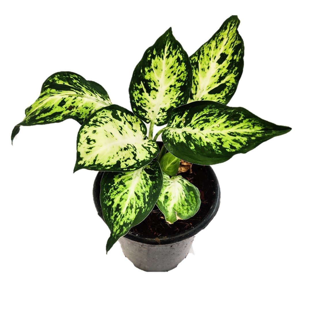 Vạn Niên Thanh Amy (Dieffenbachia Amy) 2