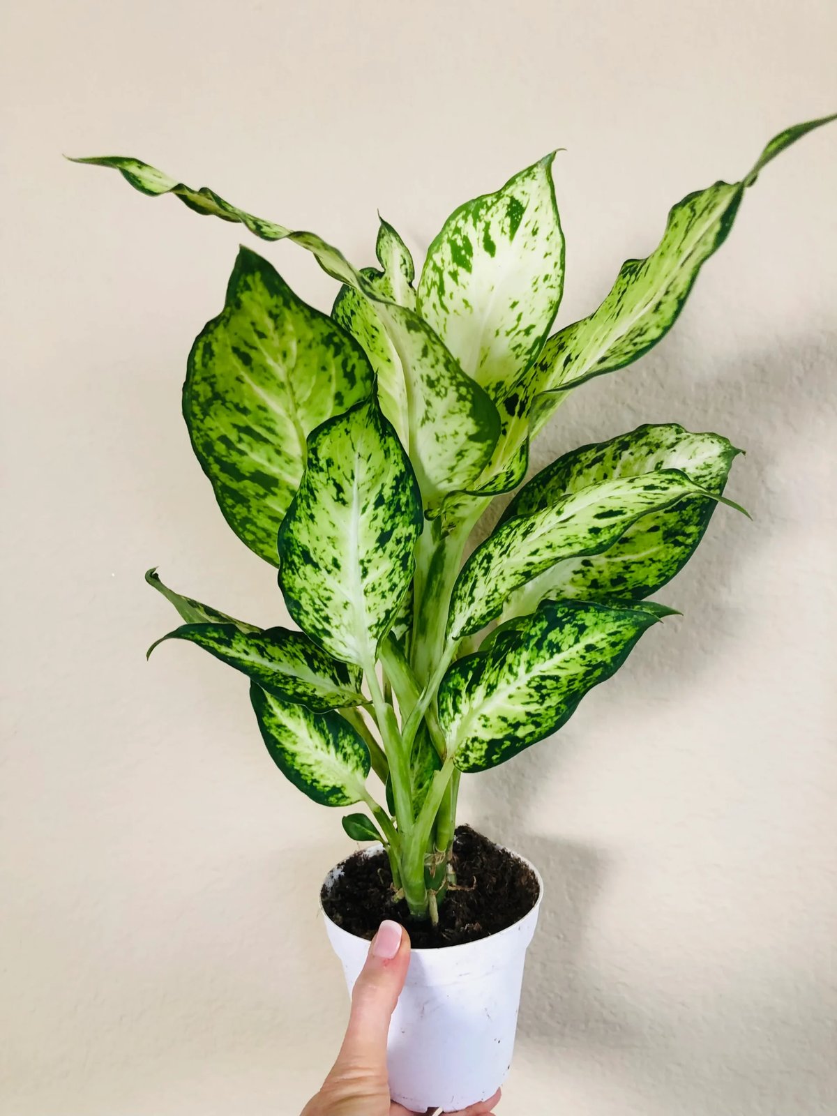 Vạn Niên Thanh Amy (Dieffenbachia Amy)