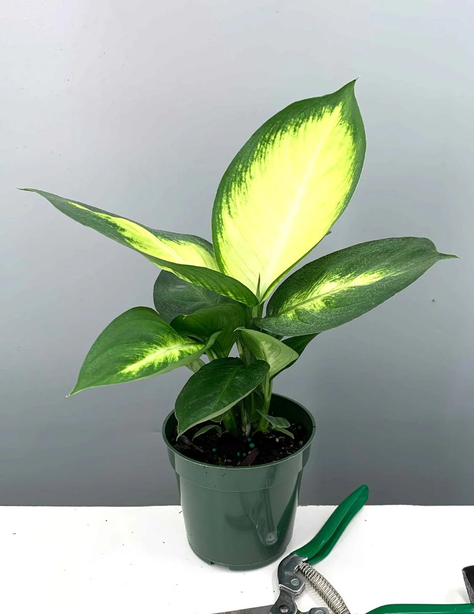 Vạn Niên Thanh Tropic Marianne (Dieffenbachia Tropic Marianne) 3