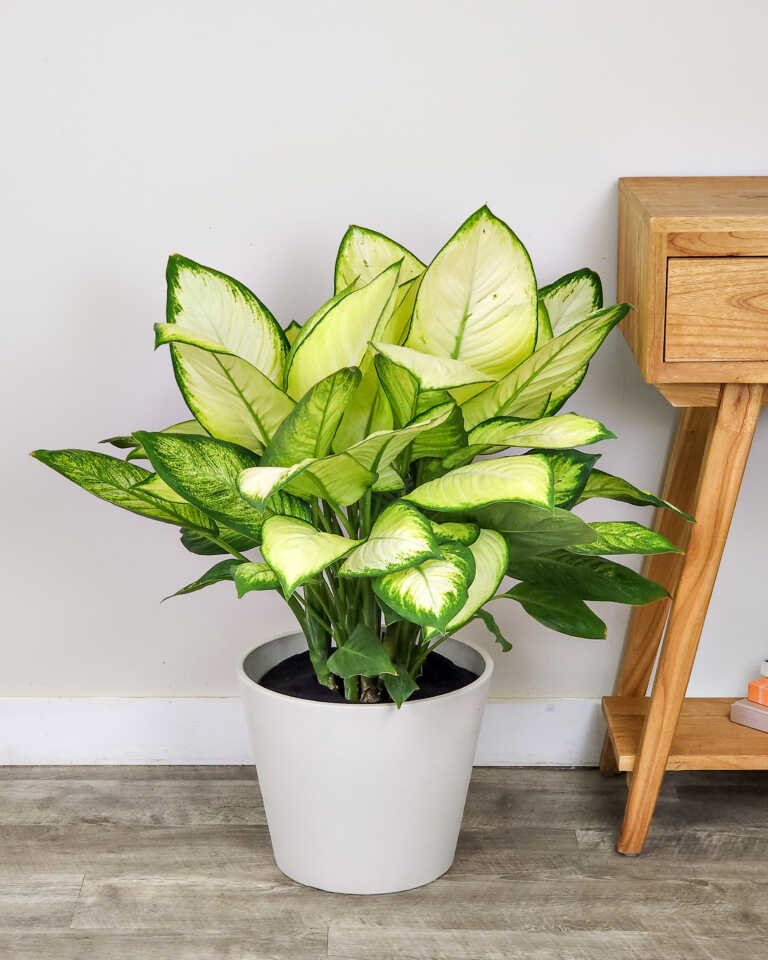 Vạn Niên Thanh Tropic Marianne (Dieffenbachia Tropic Marianne)