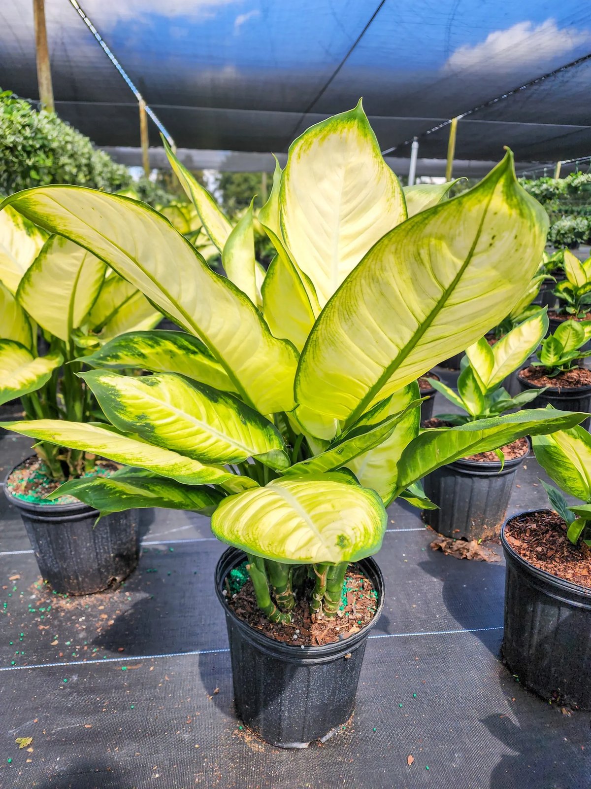 Vạn Niên Thanh Tropic Marianne (Dieffenbachia Tropic Marianne) 2