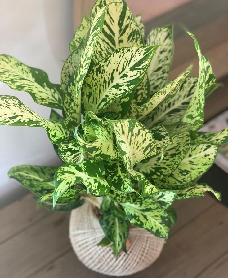Vạn Niên Thanh Sparkle (Dieffenbachia Sparkle)