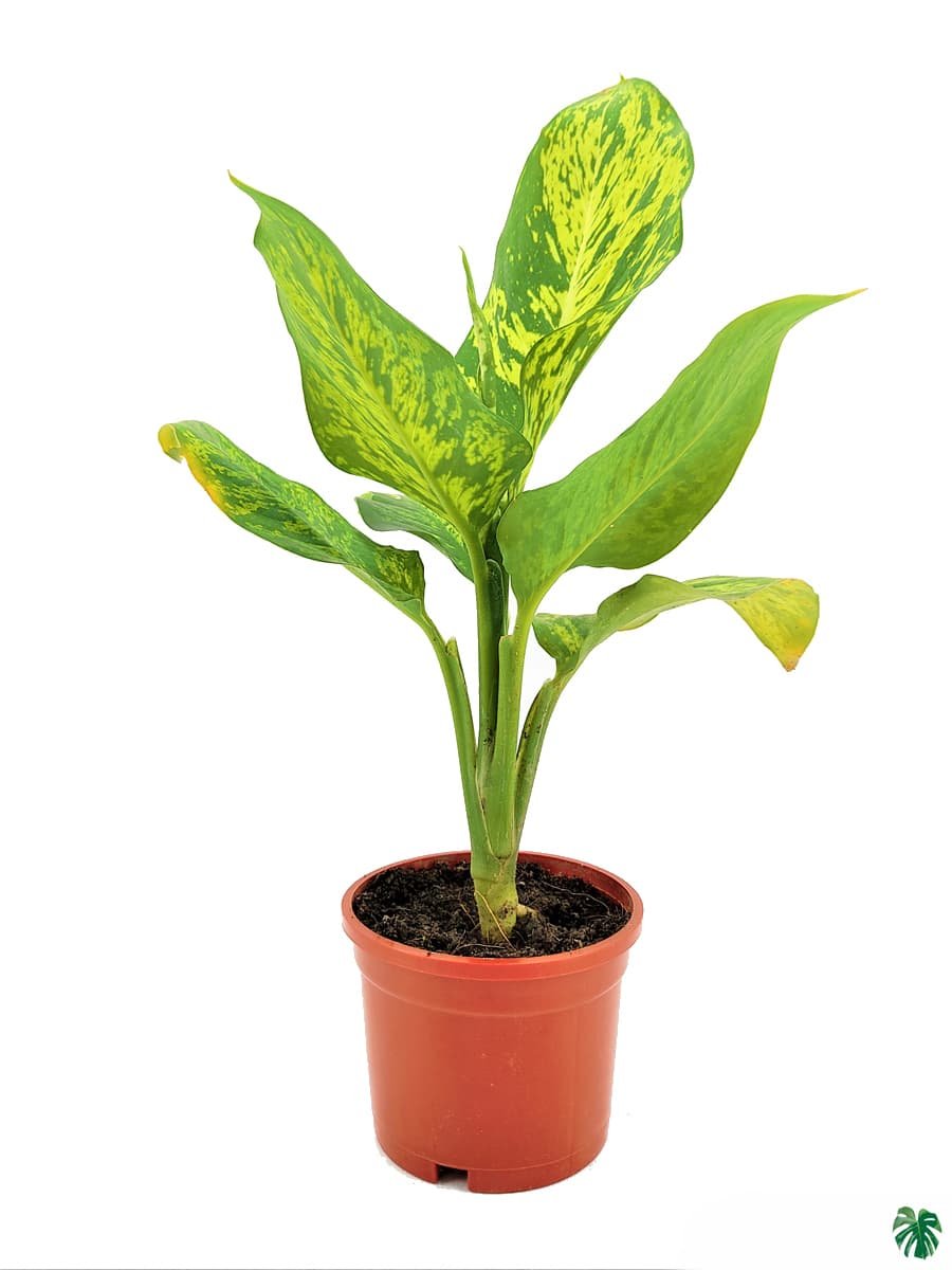 Vạn Niên Thanh Sparkle (Dieffenbachia Sparkle) 2