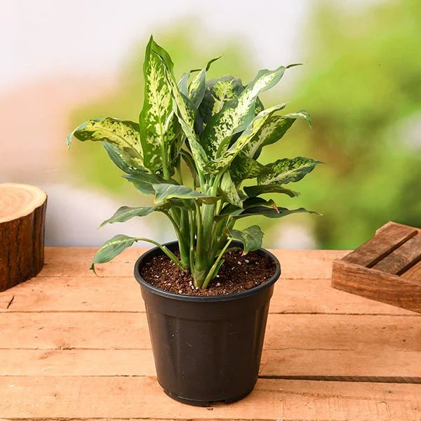 Vạn Niên Thanh Sparkle (Dieffenbachia Sparkle) 3