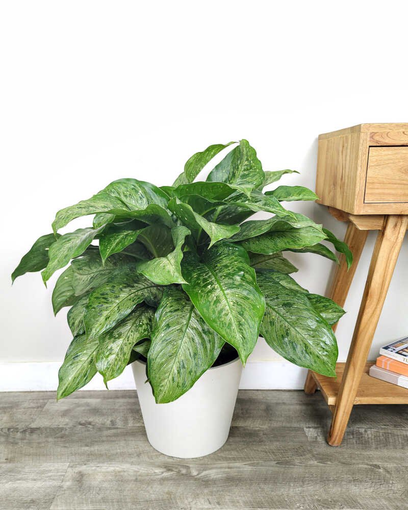 Vạn Niên Thanh Memoria Corsii (Dieffenbachia Memoria Corsii)
