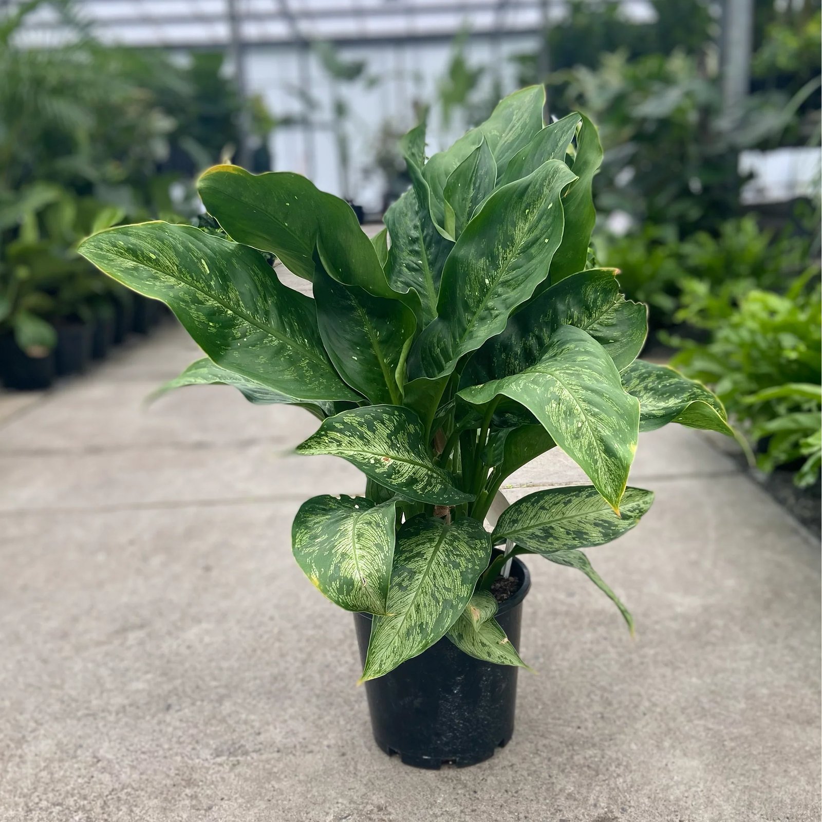 Vạn Niên Thanh Memoria Corsii (Dieffenbachia Memoria Corsii) 2
