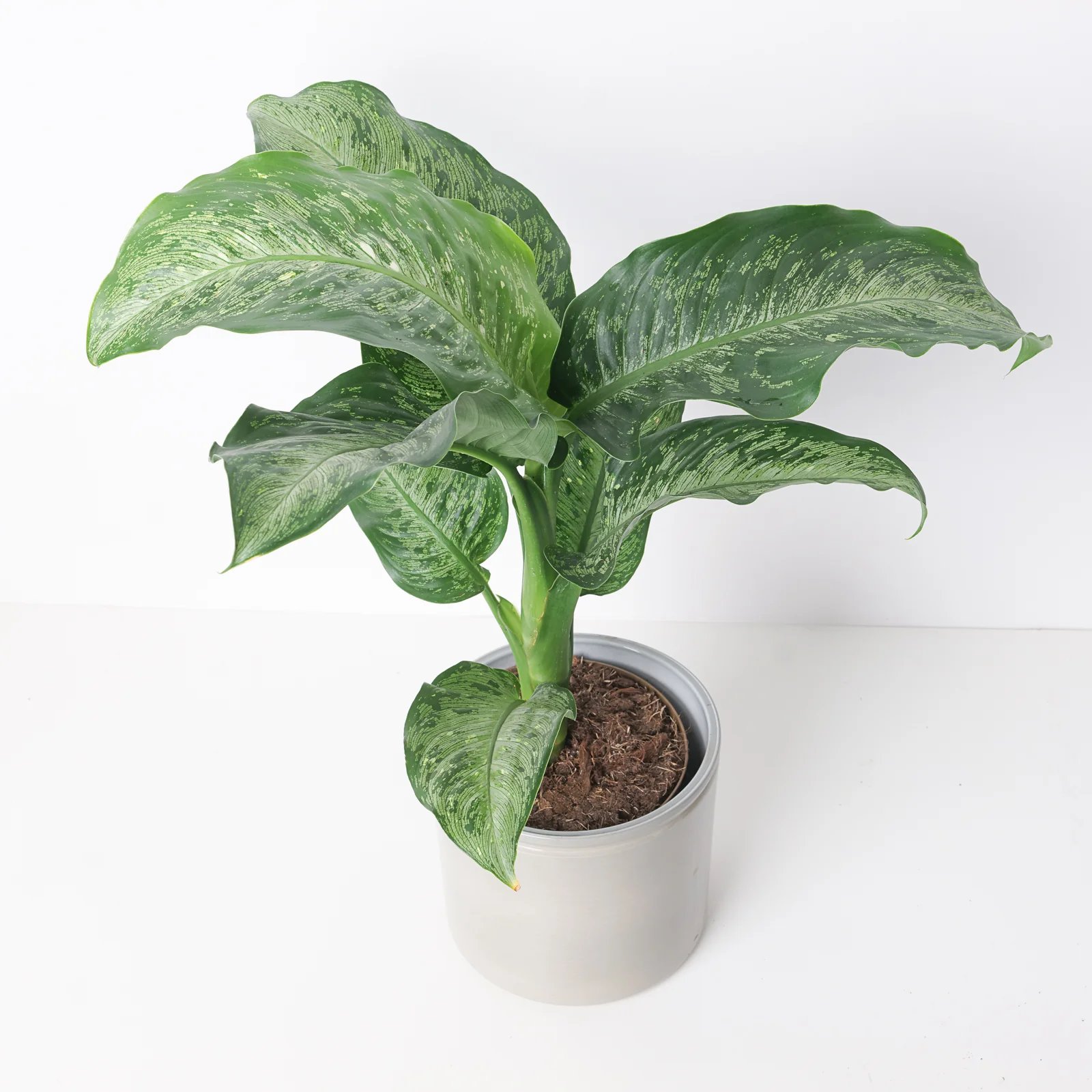 Vạn Niên Thanh Memoria Corsii (Dieffenbachia Memoria Corsii) 3