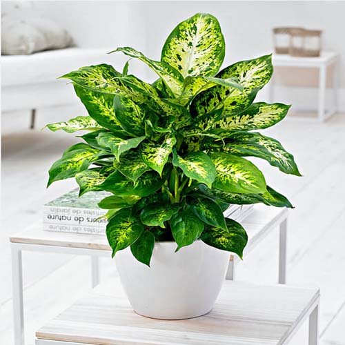 Vạn Niên Thanh Compacta (Dieffenbachia Compacta)