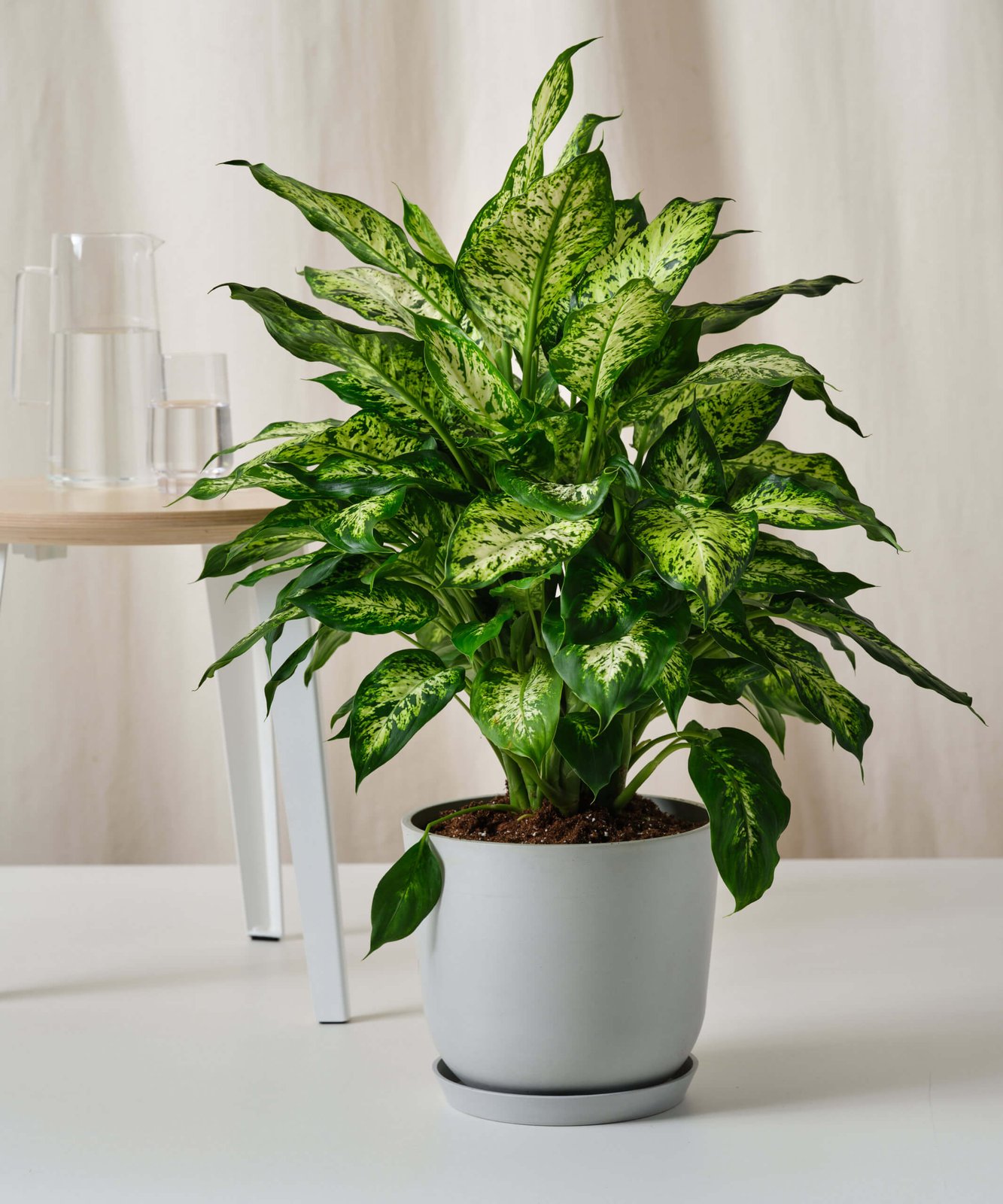 Vạn Niên Thanh Compacta (Dieffenbachia Compacta) 2