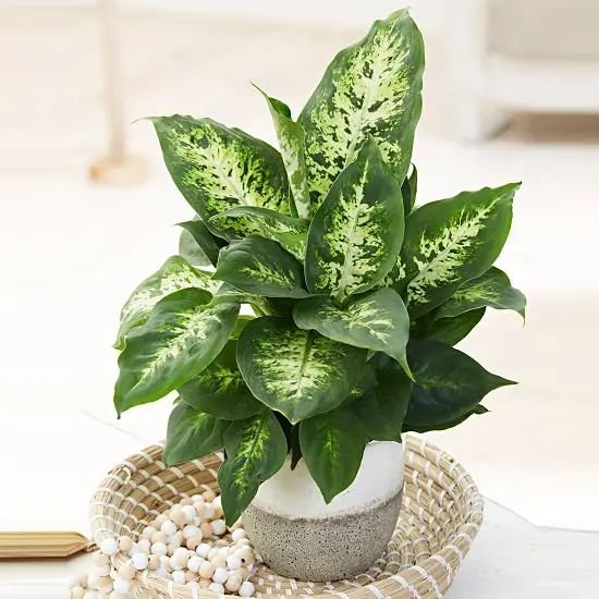 Vạn Niên Thanh Compacta (Dieffenbachia Compacta) 3