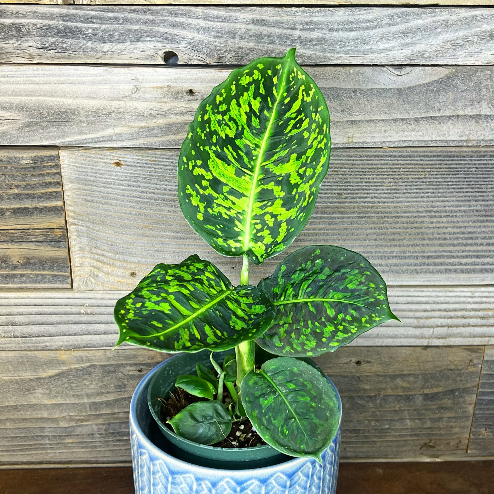 Vạn Niên Thanh Reflector (Dieffenbachia Reflector) 3