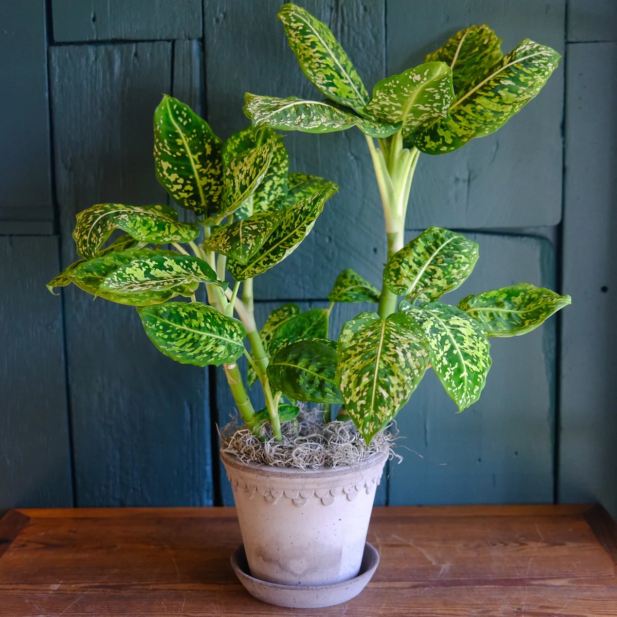 Vạn Niên Thanh Reflector (Dieffenbachia Reflector)