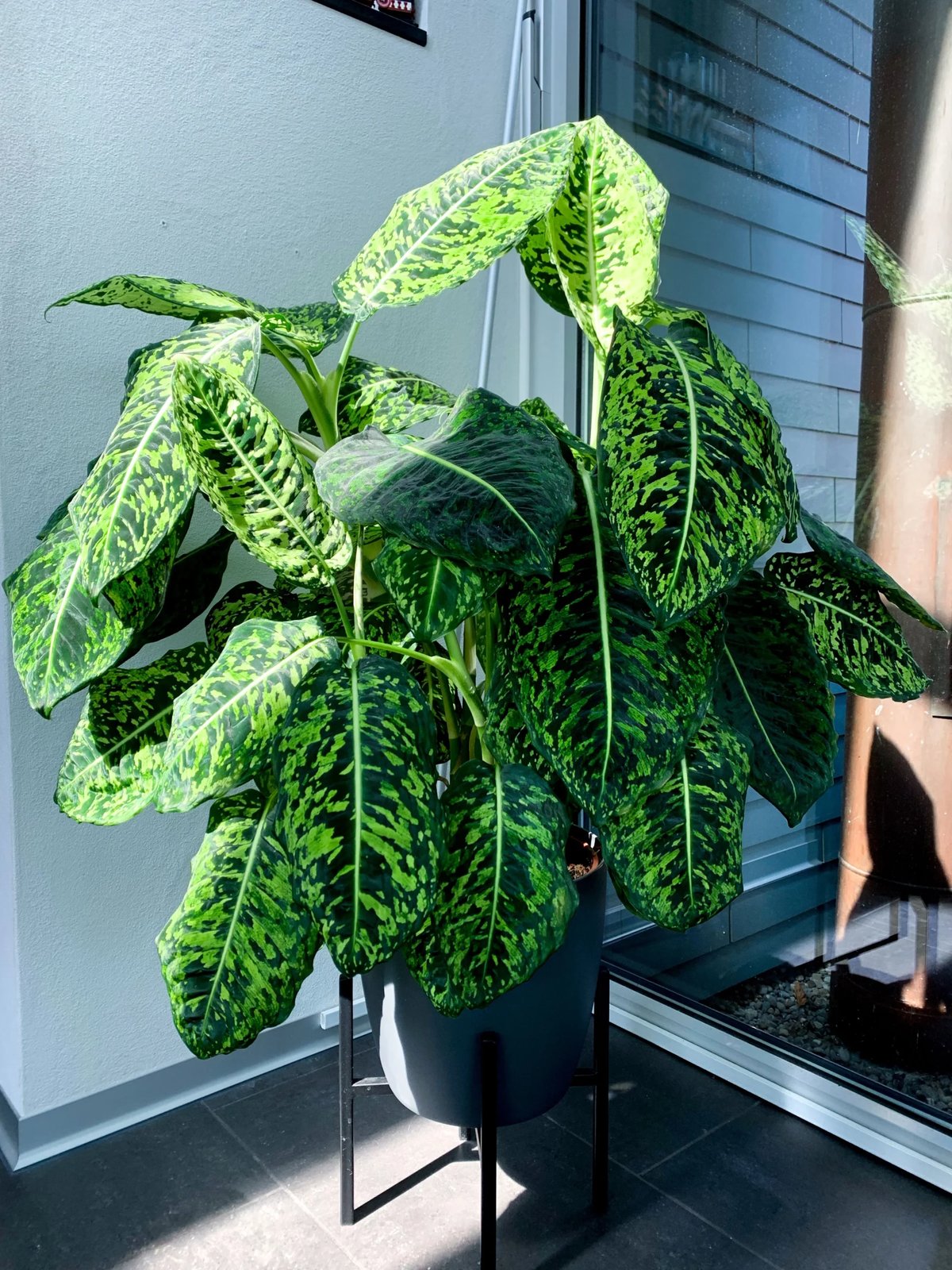 Vạn Niên Thanh Reflector (Dieffenbachia Reflector) 2
