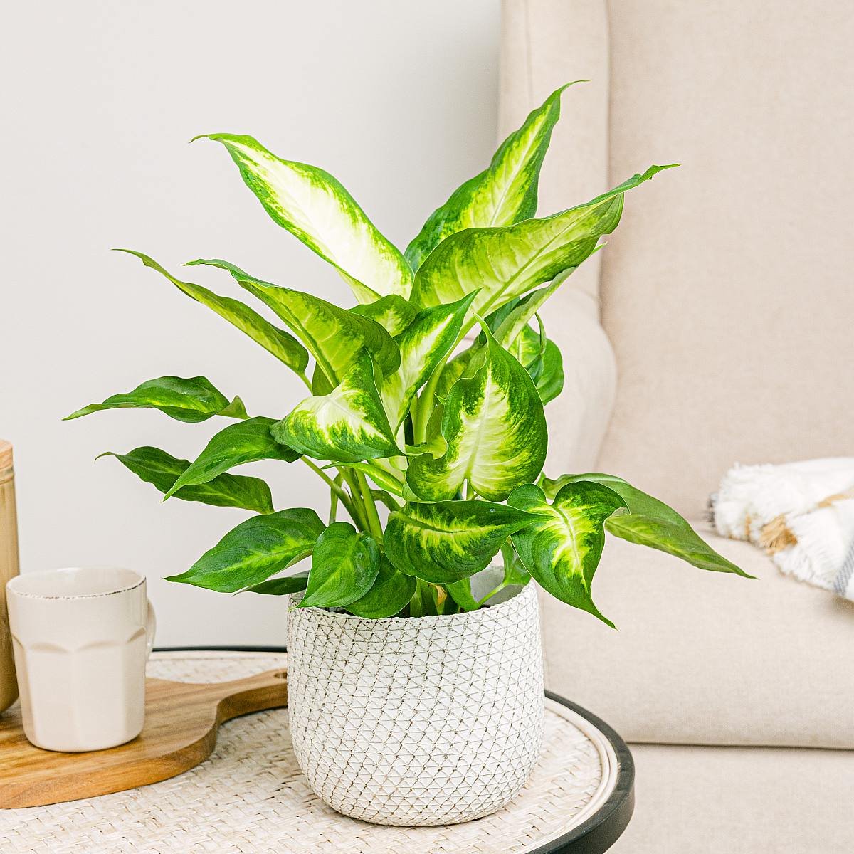 Vạn Niên Thanh Camille (Dieffenbachia Camille) 2