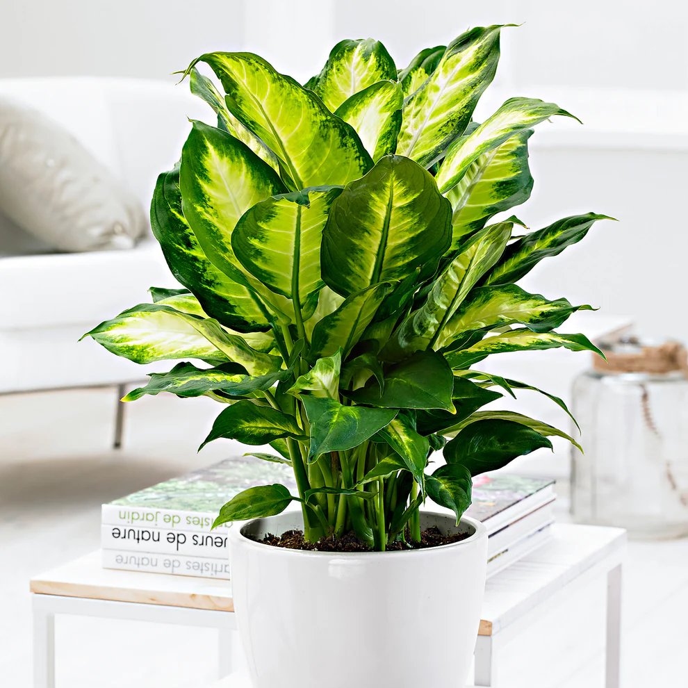 Vạn Niên Thanh Camille (Dieffenbachia Camille) 3