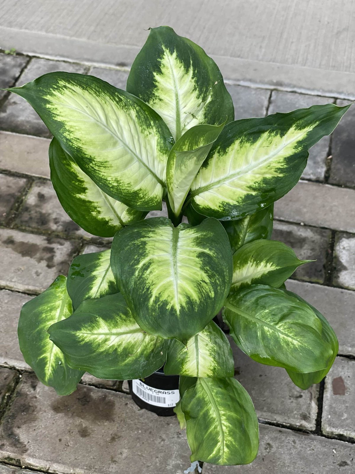 Vạn Niên Thanh Camille (Dieffenbachia Camille)