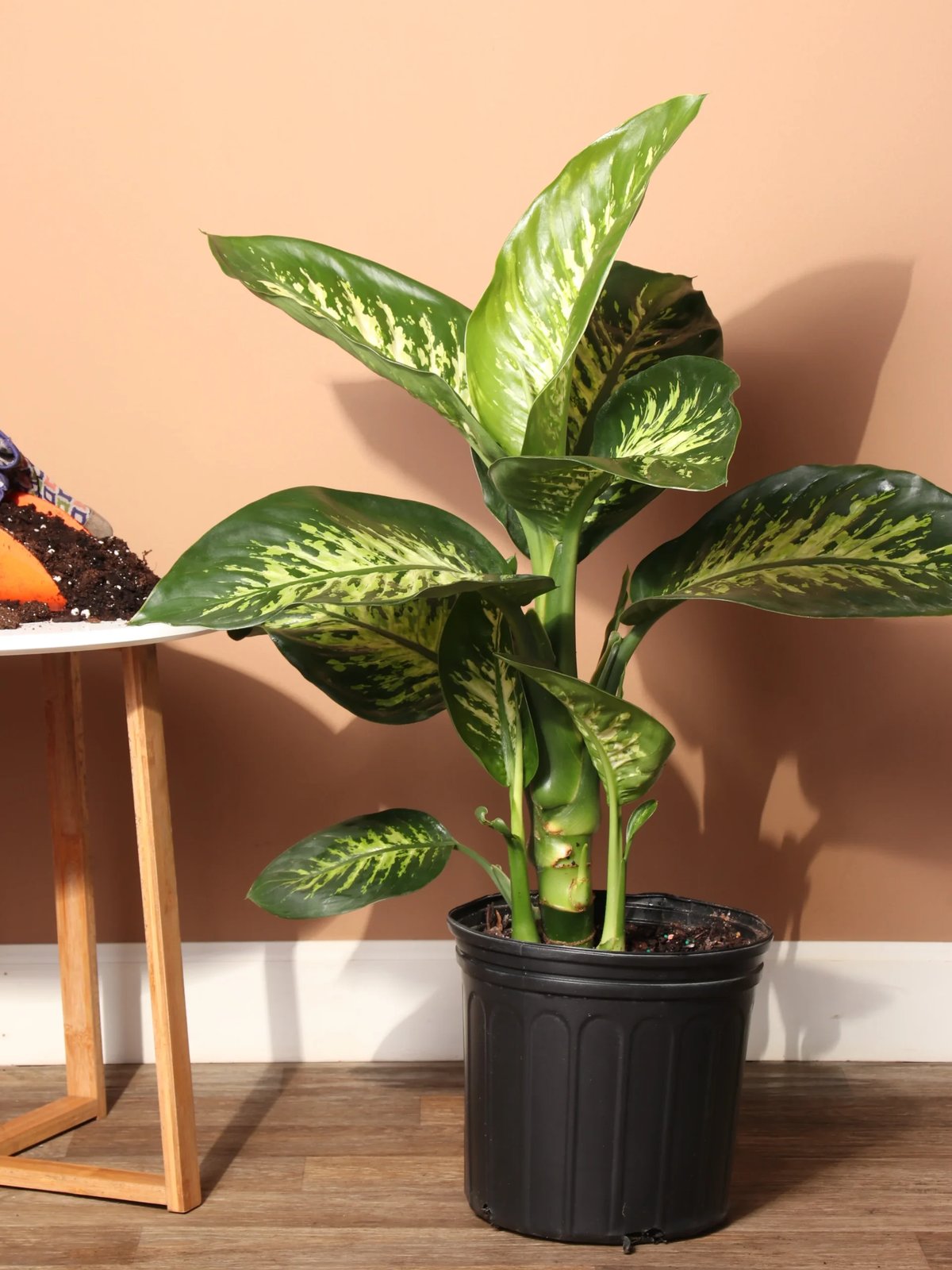 Vạn Niên Thanh Tropic Snow (Dieffenbachia Tropic Snow) 2
