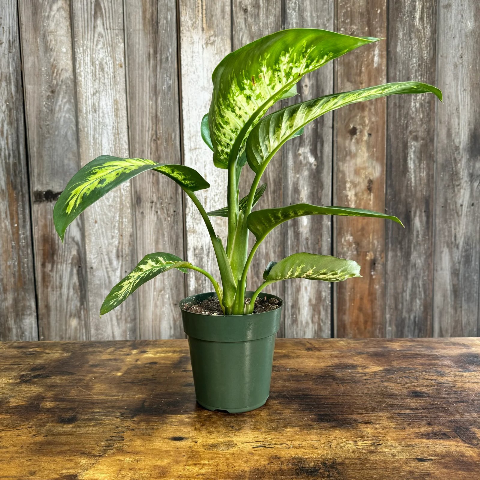 Vạn Niên Thanh Tropic Snow (Dieffenbachia Tropic Snow) 3