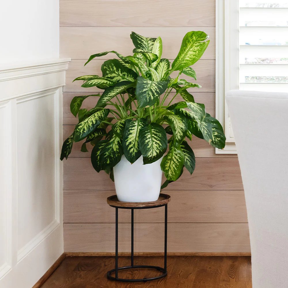 Vạn Niên Thanh Tropic Snow (Dieffenbachia Tropic Snow)