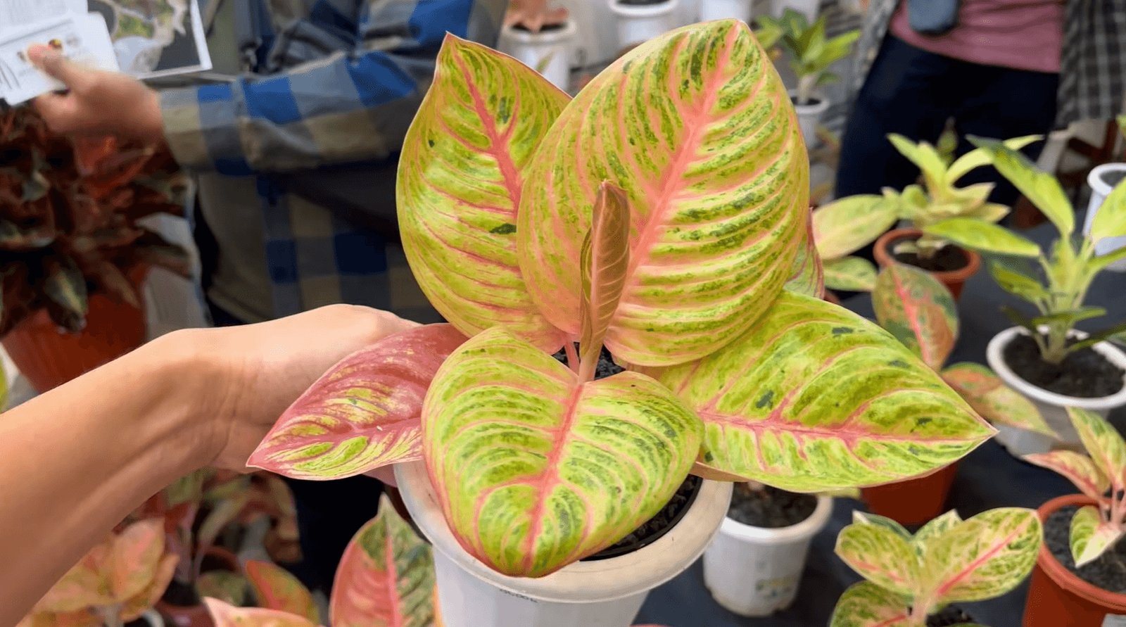 Aglaonema ‘Anjani’