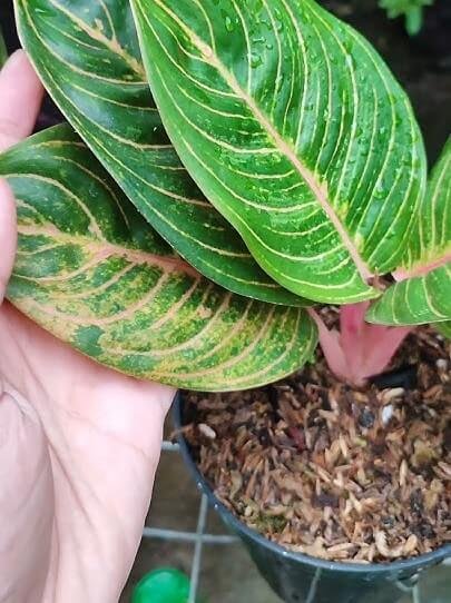 Aglaonema ‘Anjani’ 2