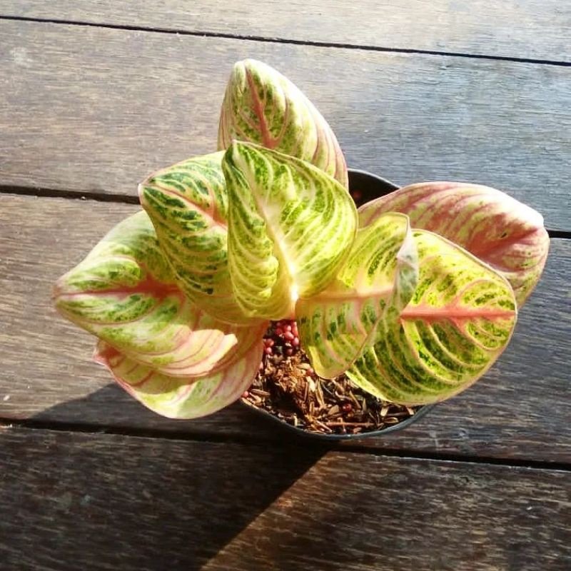 Aglaonema ‘Anjani’ 3