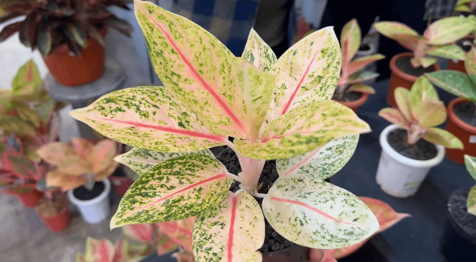 Aglaonema ‘Witura’ 2
