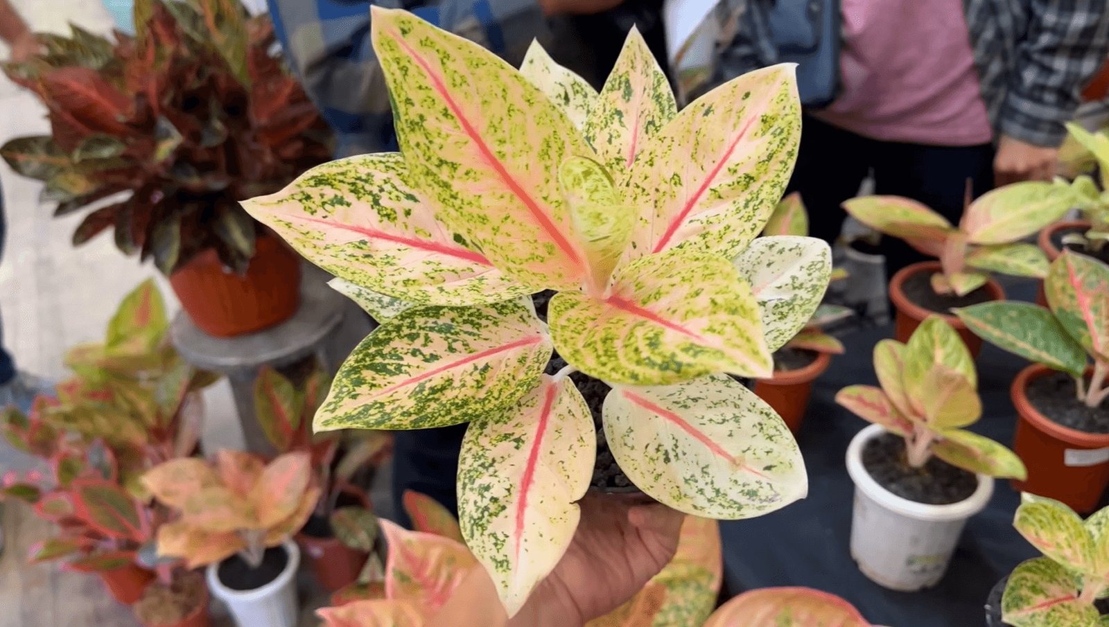 Aglaonema ‘Witura’