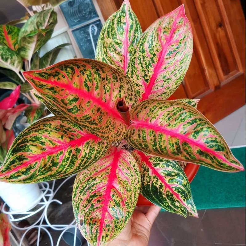 Aglaonema ‘Witura’ 3