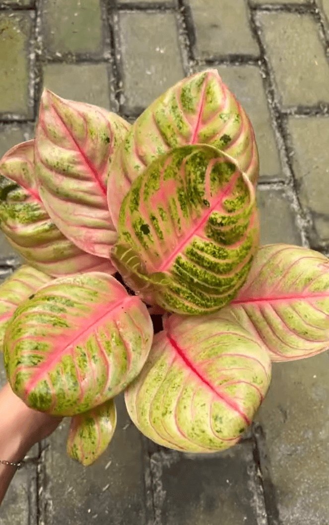 Aglaonema ‘Pasopati’