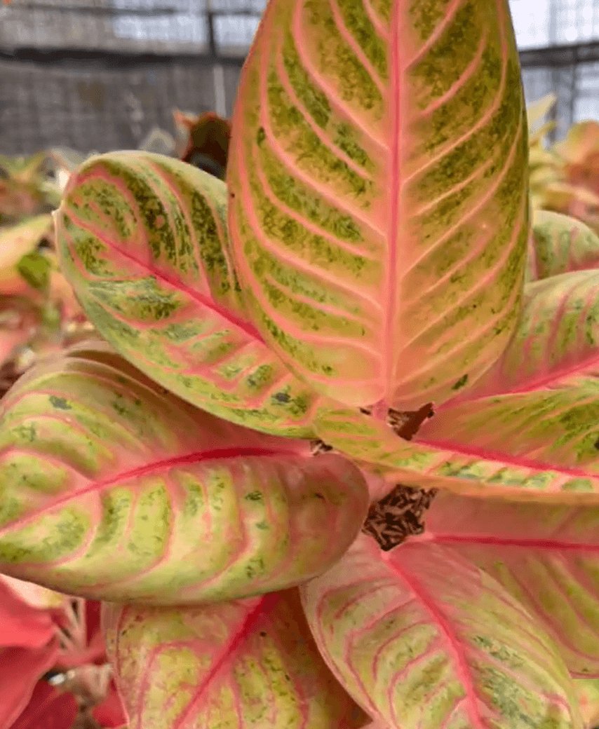 Aglaonema ‘Pasopati’ 3