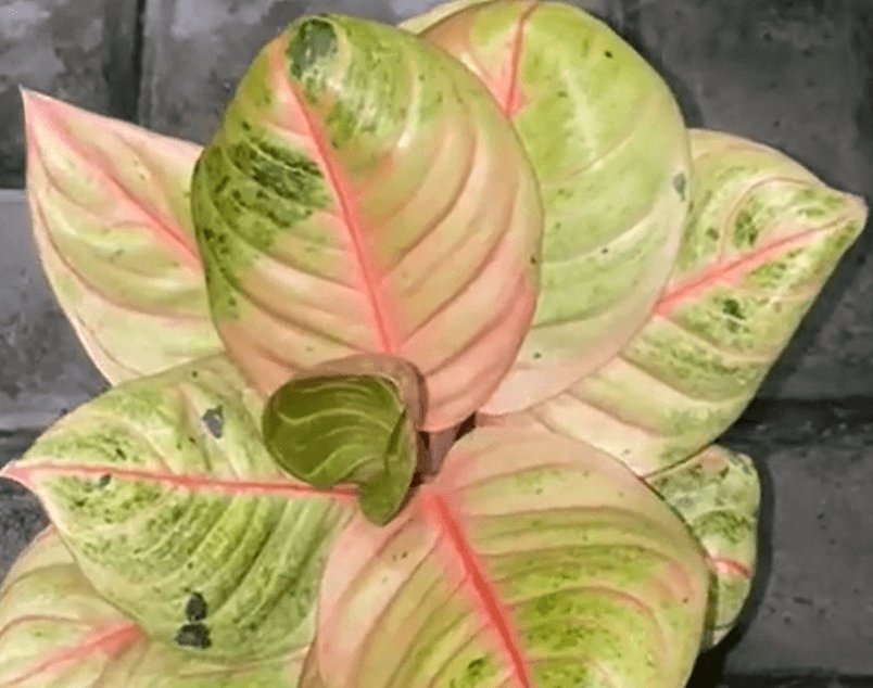 Aglaonema ‘Pasopati’ 2