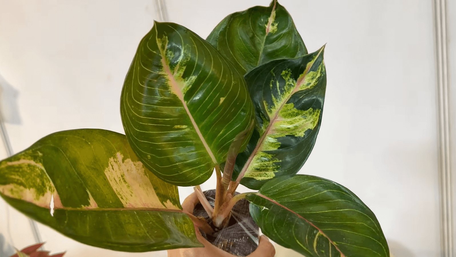 Aglaonema ‘Moonlight Green’ 3