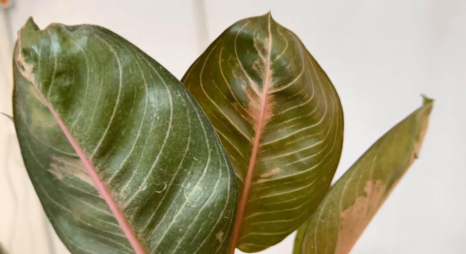 Aglaonema ‘Moonlight Green’ 2