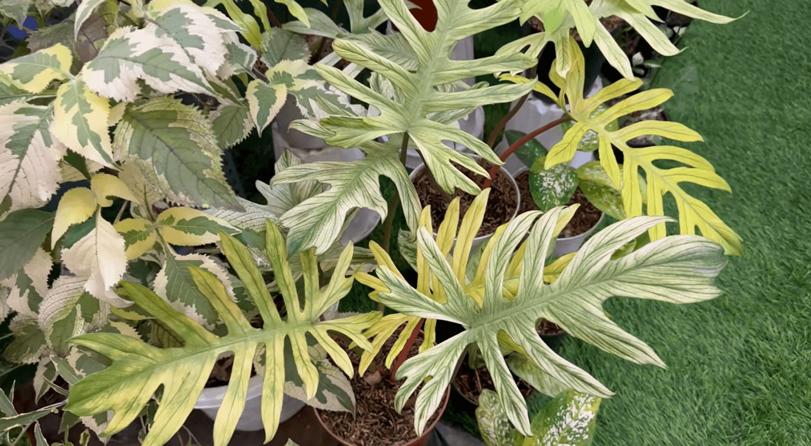 Philodendron Mayoi x Squamiferum Variegata 3