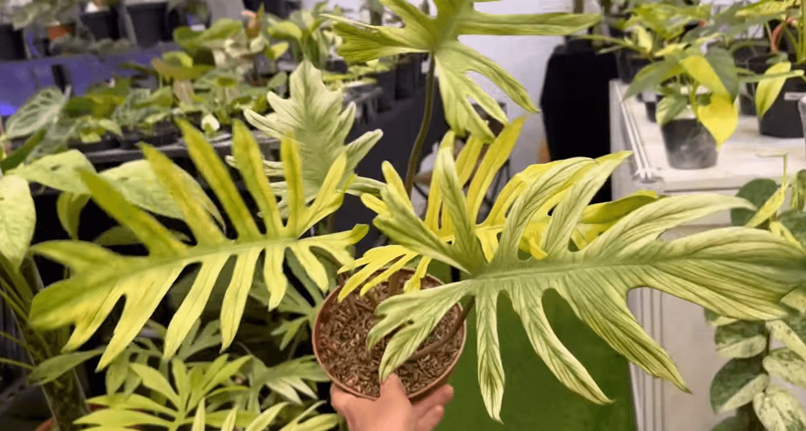 Philodendron Mayoi x Squamiferum Variegata