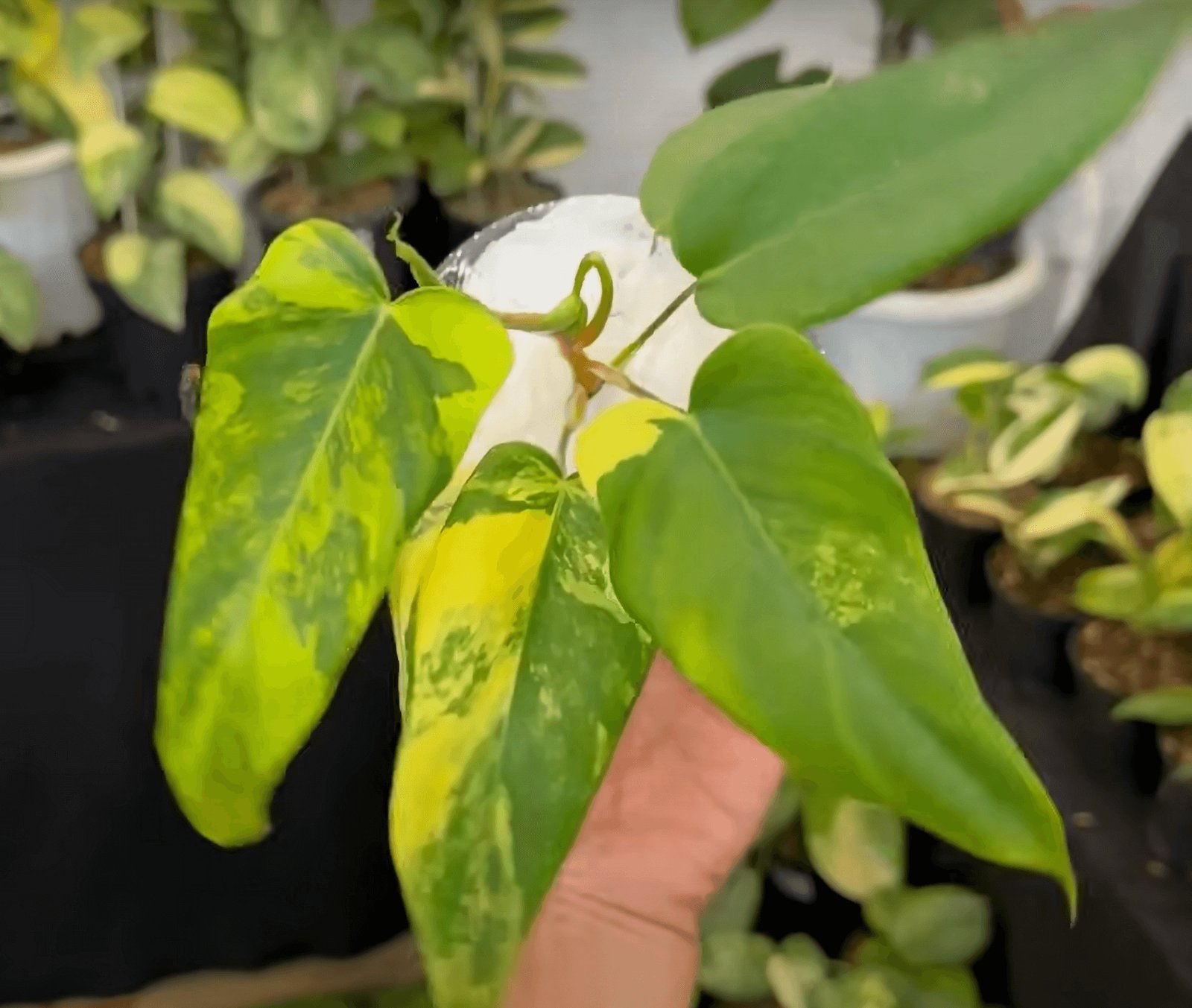 Philodendron Florida Beauty X Lupinum
