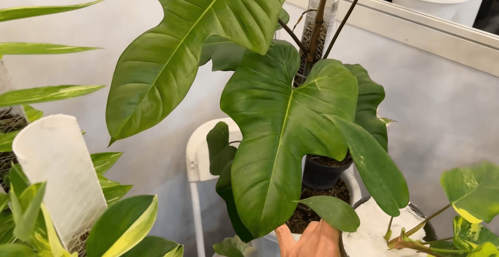 Philodendron Florida Beauty X Lupinum 2