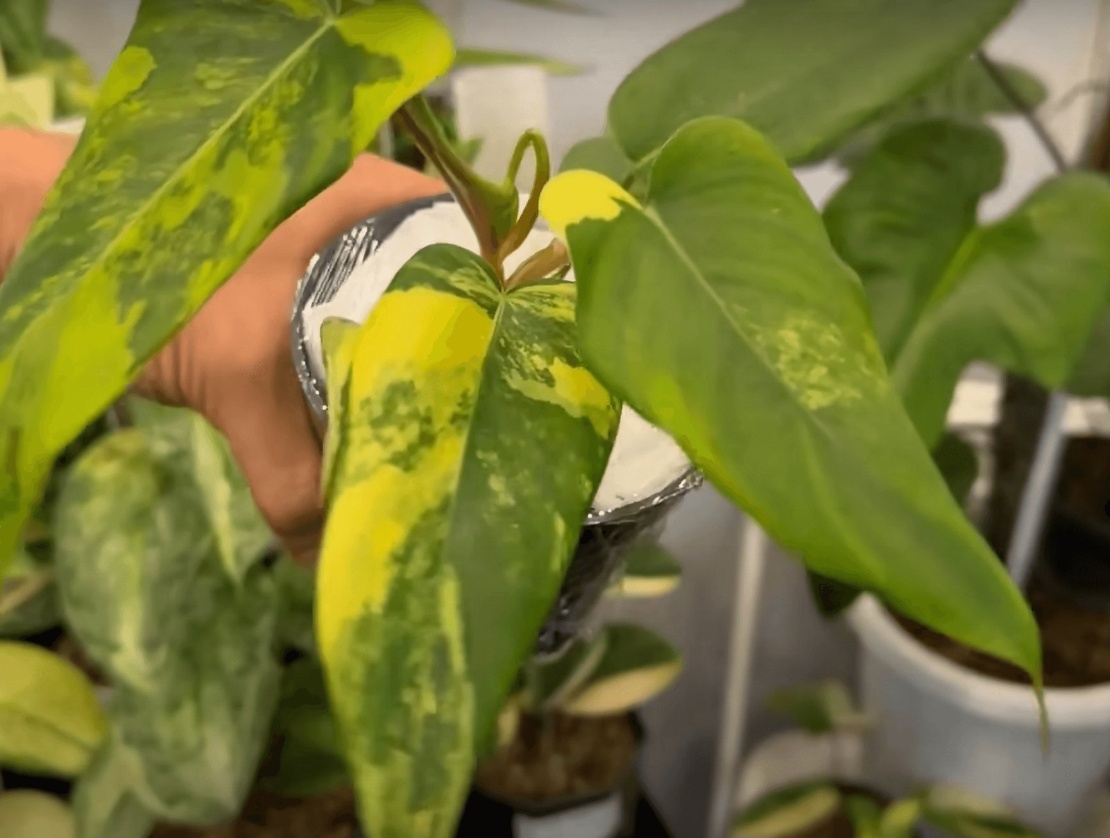 Philodendron Florida Beauty X Lupinum 3