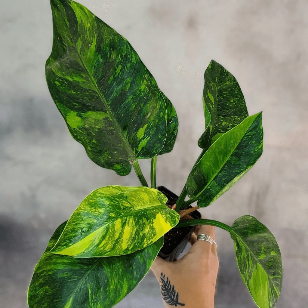 Philodendron Green Congo Variegated 2