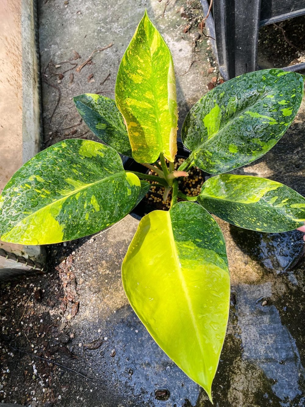 Philodendron Green Congo Variegated
