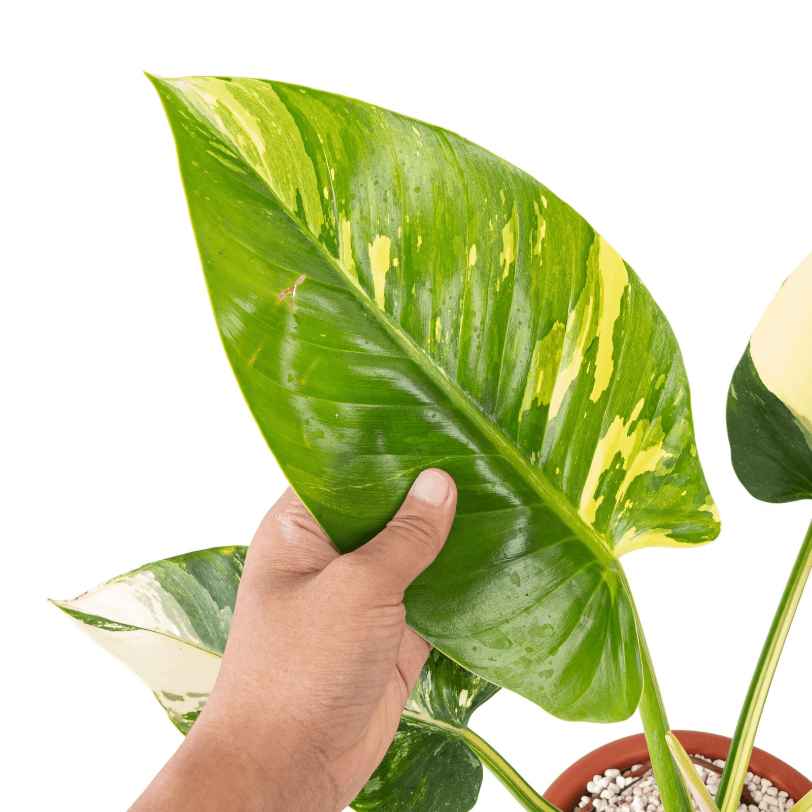 Philodendron Green Congo Variegated 3