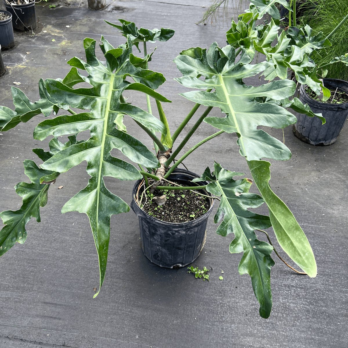 Philodendron ‘Bob Cee' 3