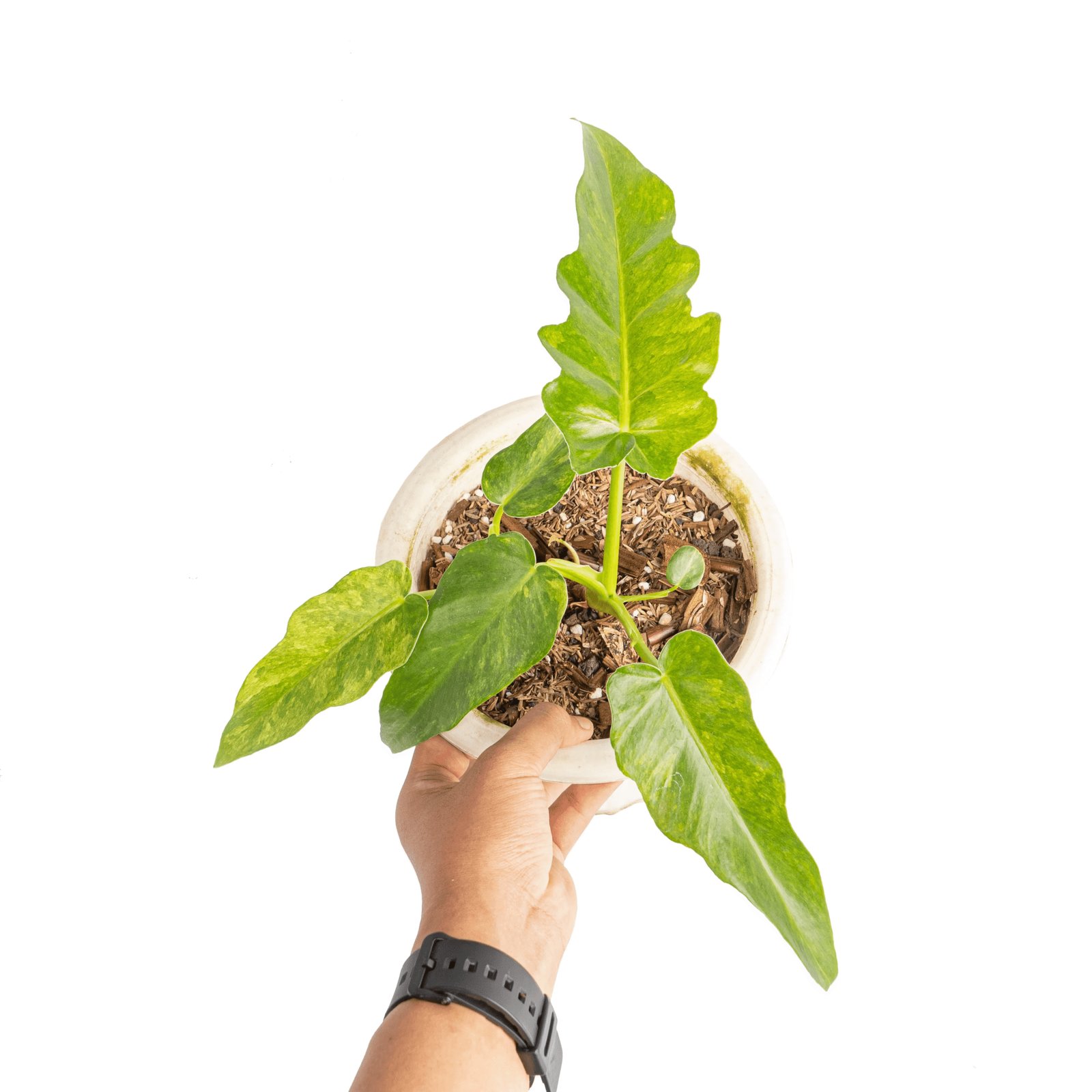 Philodendron ‘Bob Cee' 2