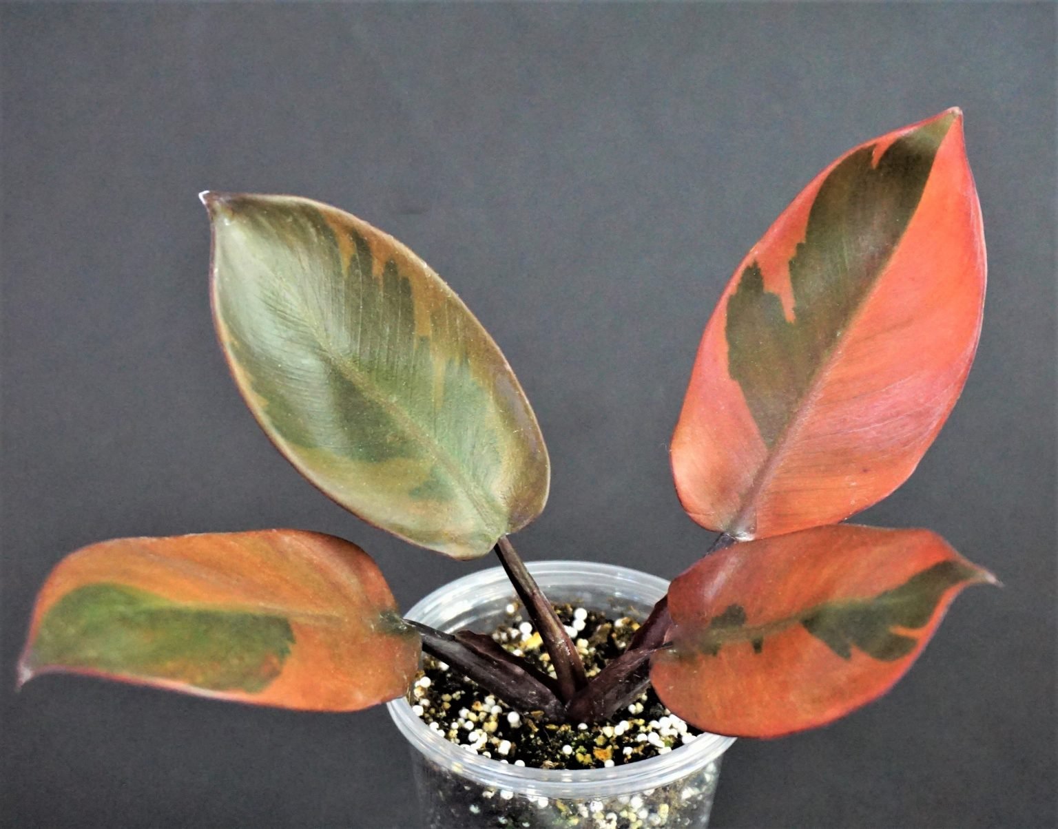 Philodendron Black Cardinal variegata 2