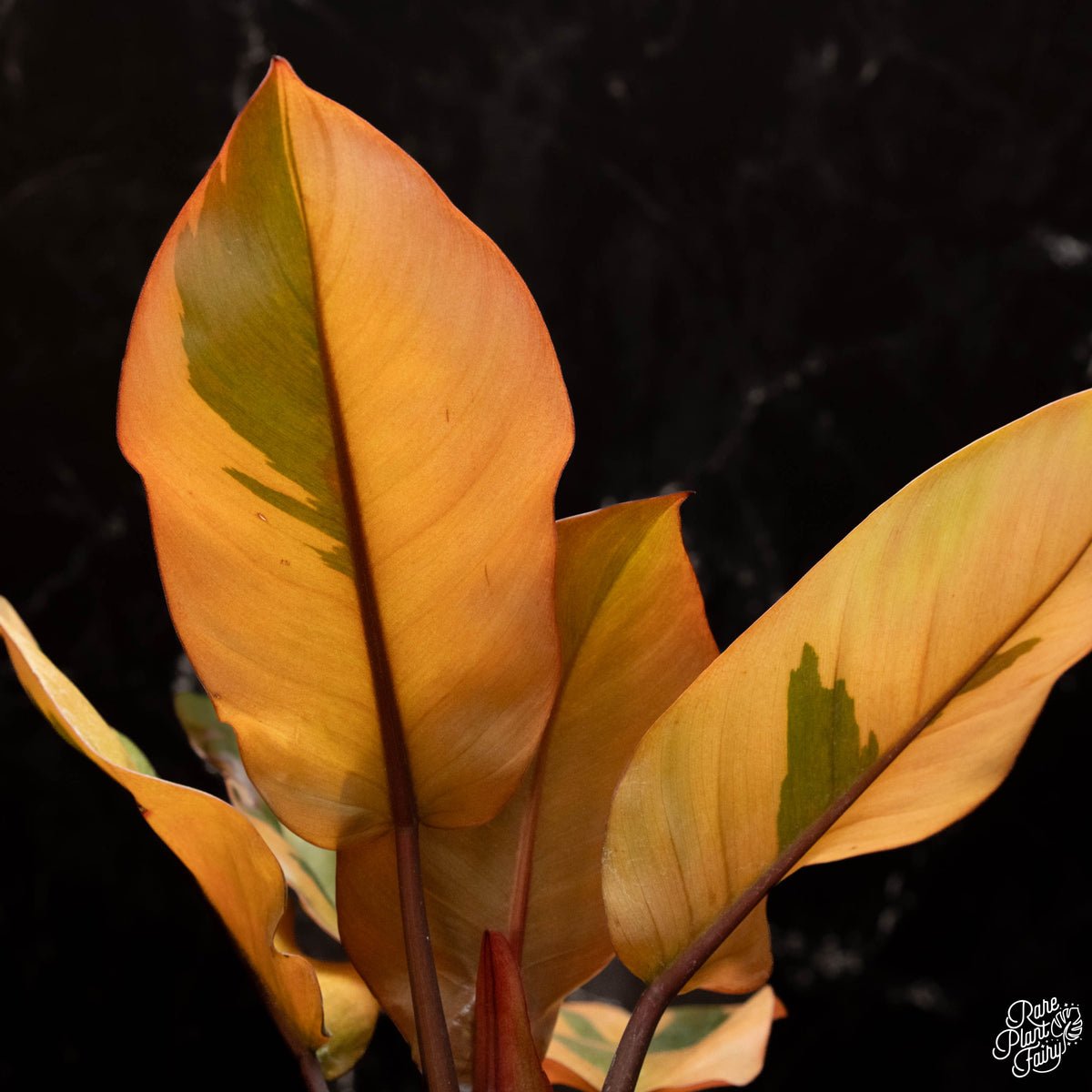 Philodendron Black Cardinal variegata 3
