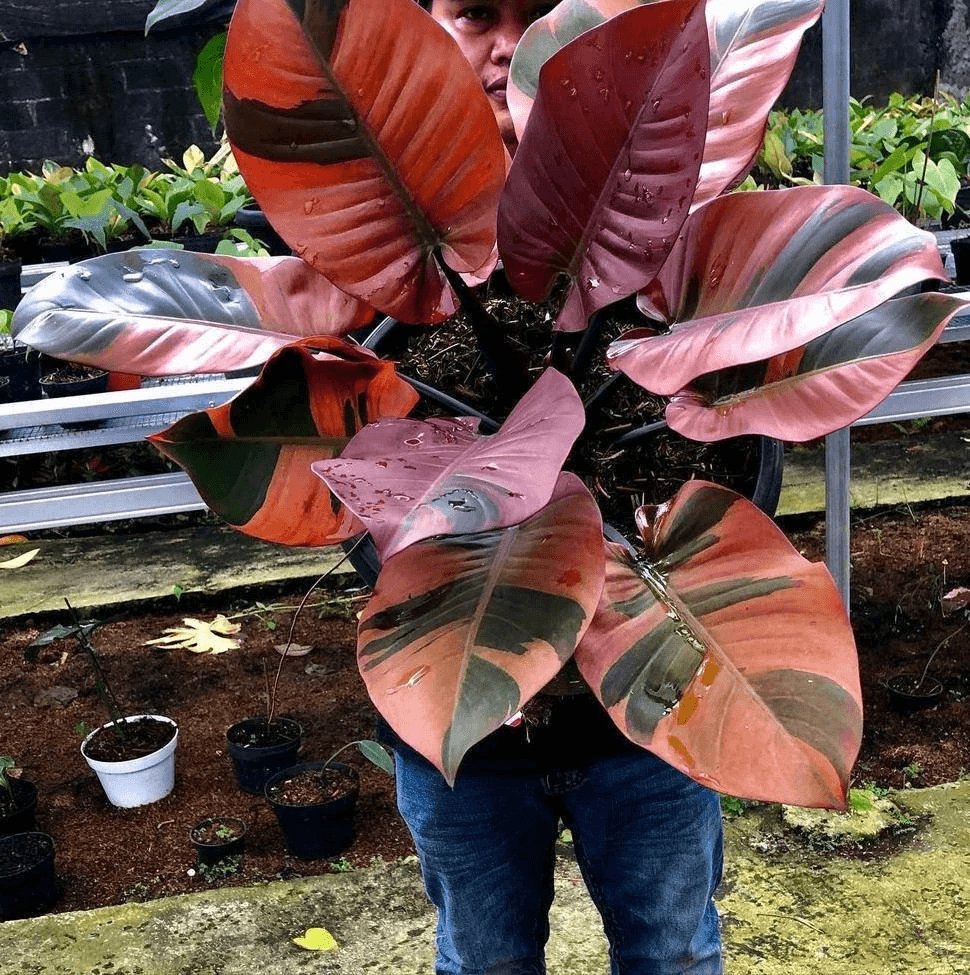 Philodendron Black Cardinal variegata