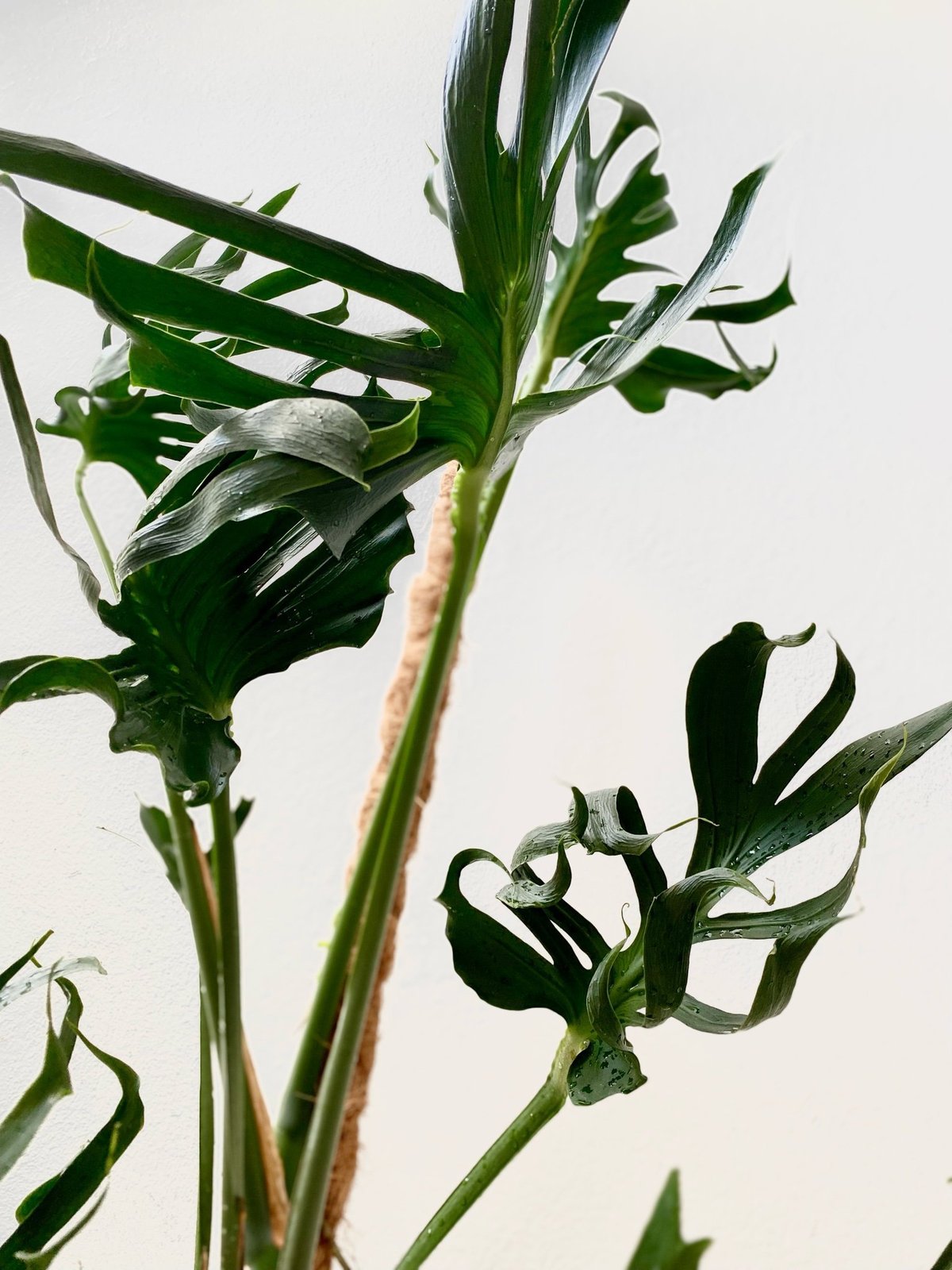 Monstera Unniiae 2
