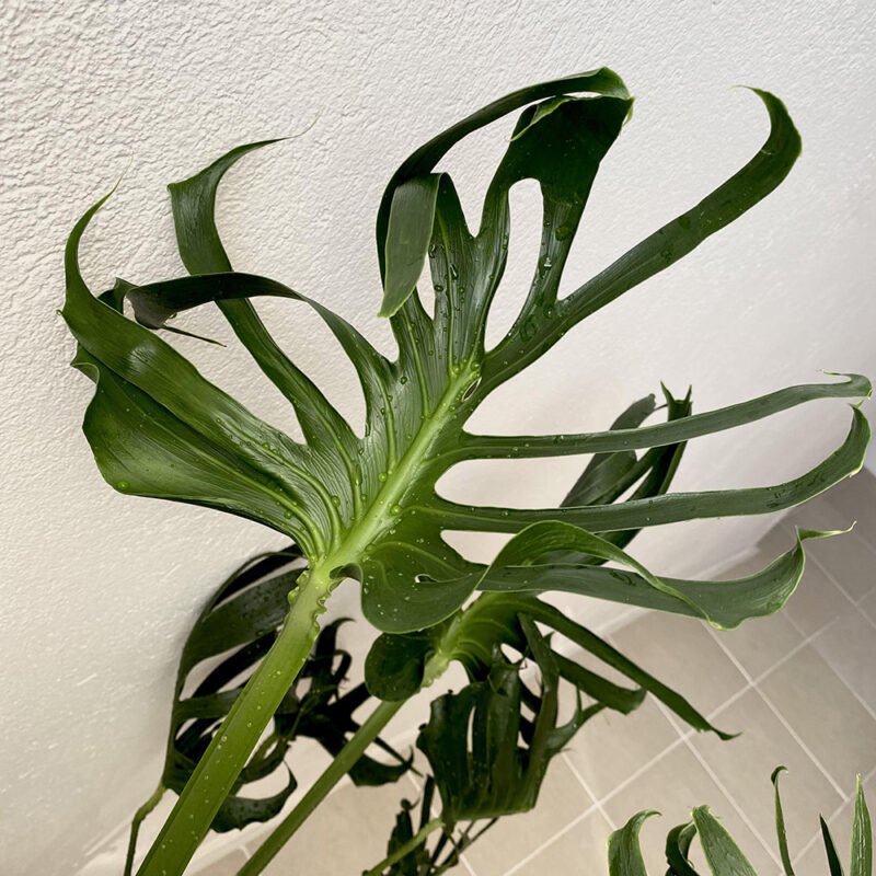 Monstera Unniiae