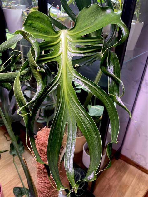 Monstera Unniiae 3